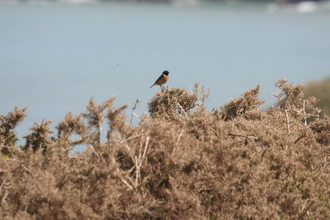 Stonechat, Pembroke Coast, April 2014