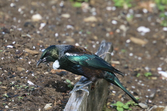Tui, Nydia lodge