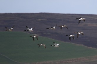 Merganser, Ness of Brognar Orkney, May 2016