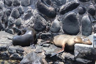 Sea Lions by the pier