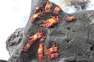 Crabs