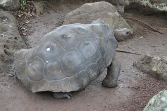 Giant Tortoise