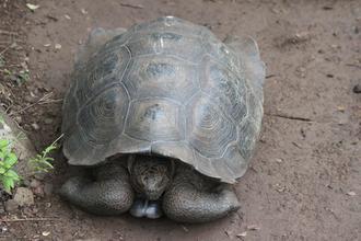 Giant Tortoise