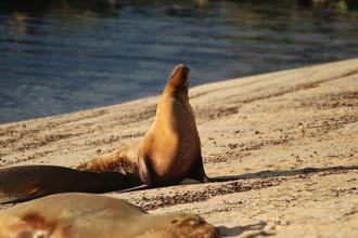 Sea Lion