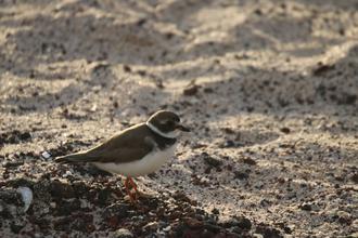 Semipalmated Plover