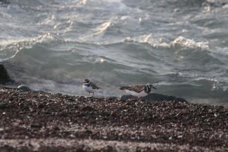 Ruddy Turnstone and Semipalmated Plover