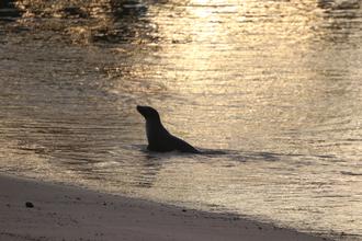 Sea Lion