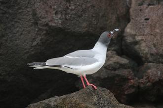 Swallow-tailed Gull