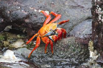 Crab