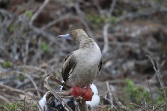 Red-footed Booby