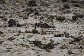 Ruddy Turnstone