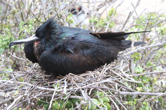 Great Frigatebird