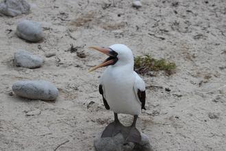Nazca Booby