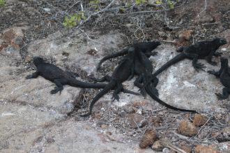 Marine Iguanas