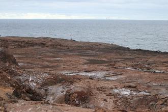 Shoreline with Petrels