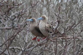 Red-footed Boobys