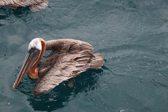 Pelican