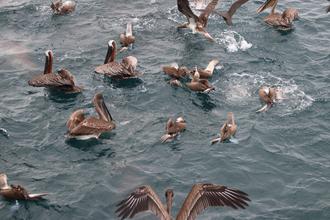 Birds by the boat