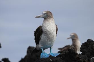 Blue-footed Booby