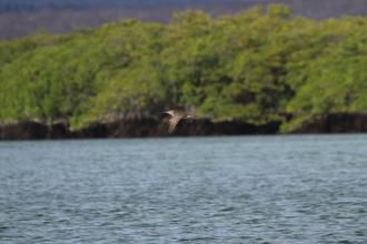Whimbrel