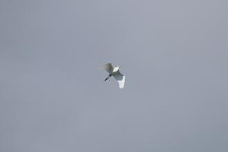 Egret