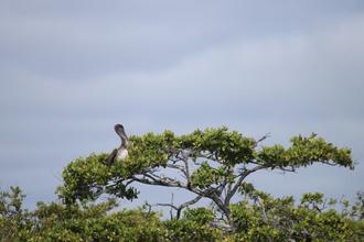 Pelican