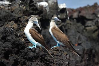 Blu-footed Boobys