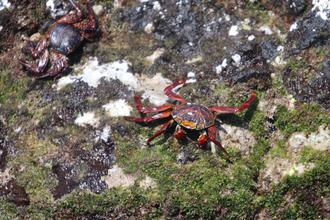 Sally Lightfoot Crab
