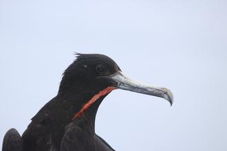 Male Frigate bird