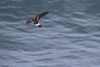 Petrel