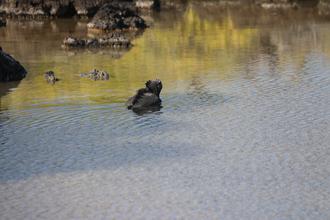 Marine Iguana swimming