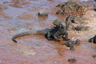 Marine Iguana