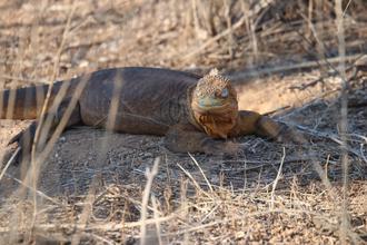 Land Iguana