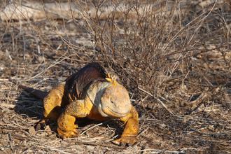 Land Iguana