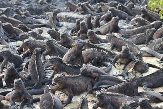 Marine Iguanas