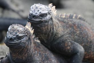 Marine Iguanas