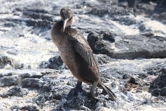 Flightless Cormorant