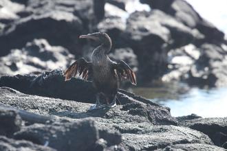 Flightless Cormorant