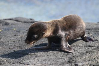 Baby Sealion
