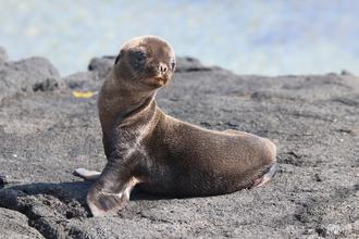 Baby Sealion