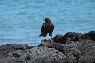 Galapagos Hawk