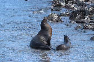 Sealions