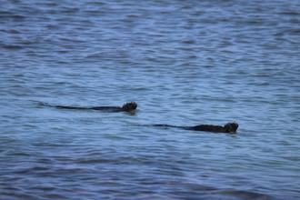 Marine Iguanas