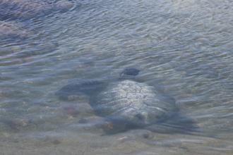 Green Sea Turtlr