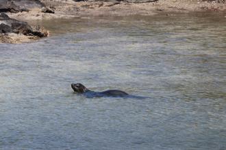 Sealion swimming