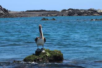Pelican