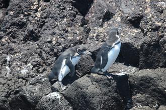Galapagos Penguins