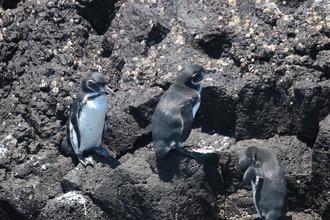 Galapagos Penguins