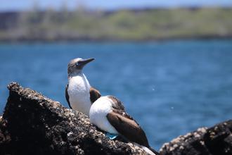 Blue-footed Boobys
