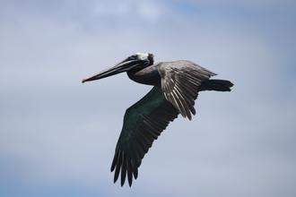Pelican